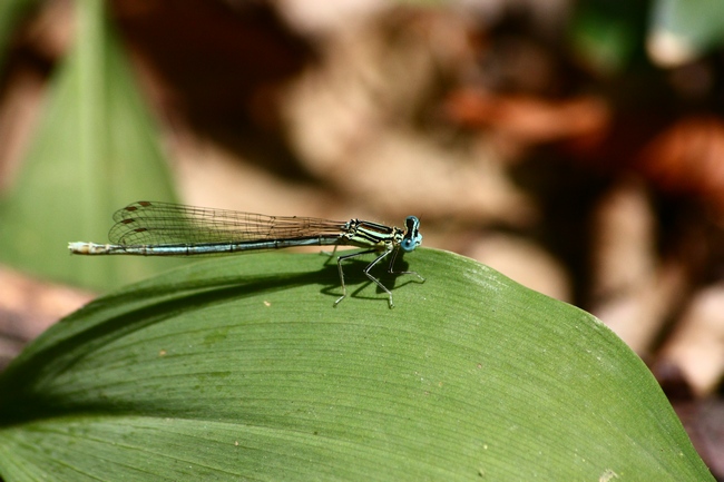 Odonata da ID